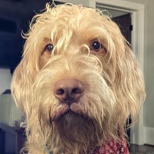 Meet your Posher, Elliott